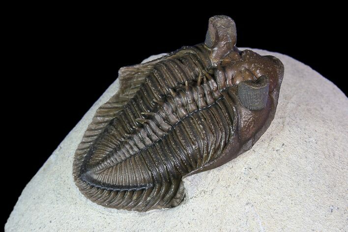 Tower Eyed Erbenochile Trilobite - Top Quality #92809